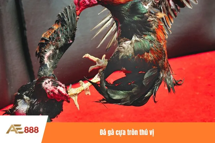 Đá gà cựa tròn thú vị
